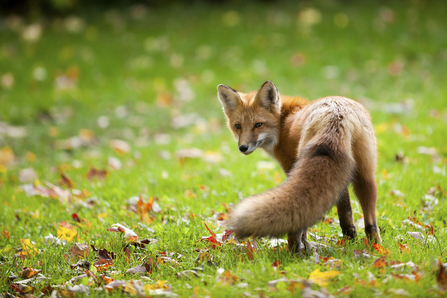 Garden Pests