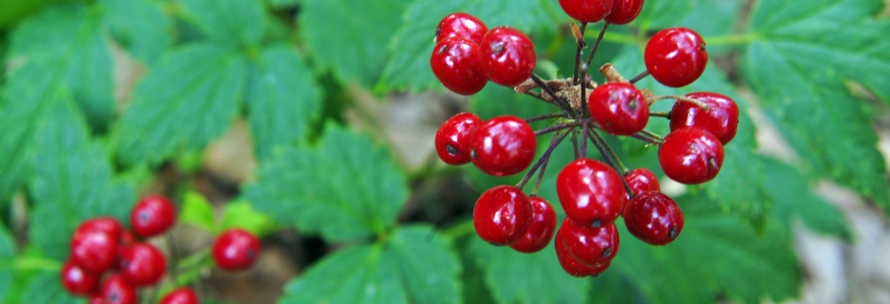 poisonous plants