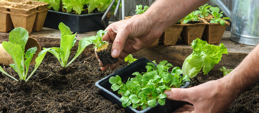 sustainable gardening