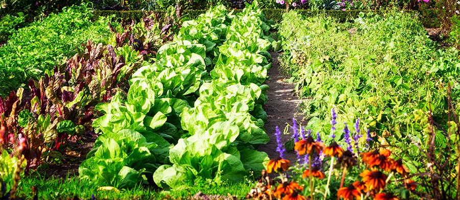 autumn veg garden