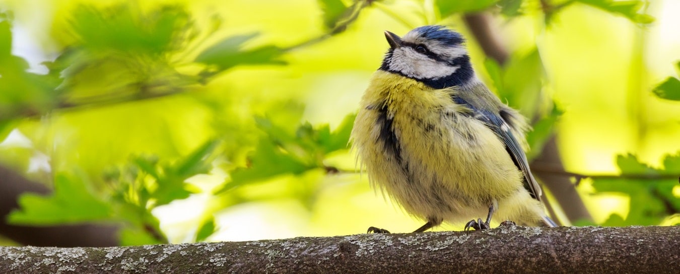 Birds in Winter