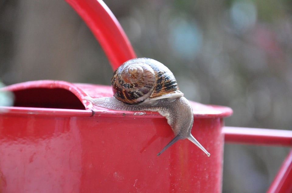 Snail watering can