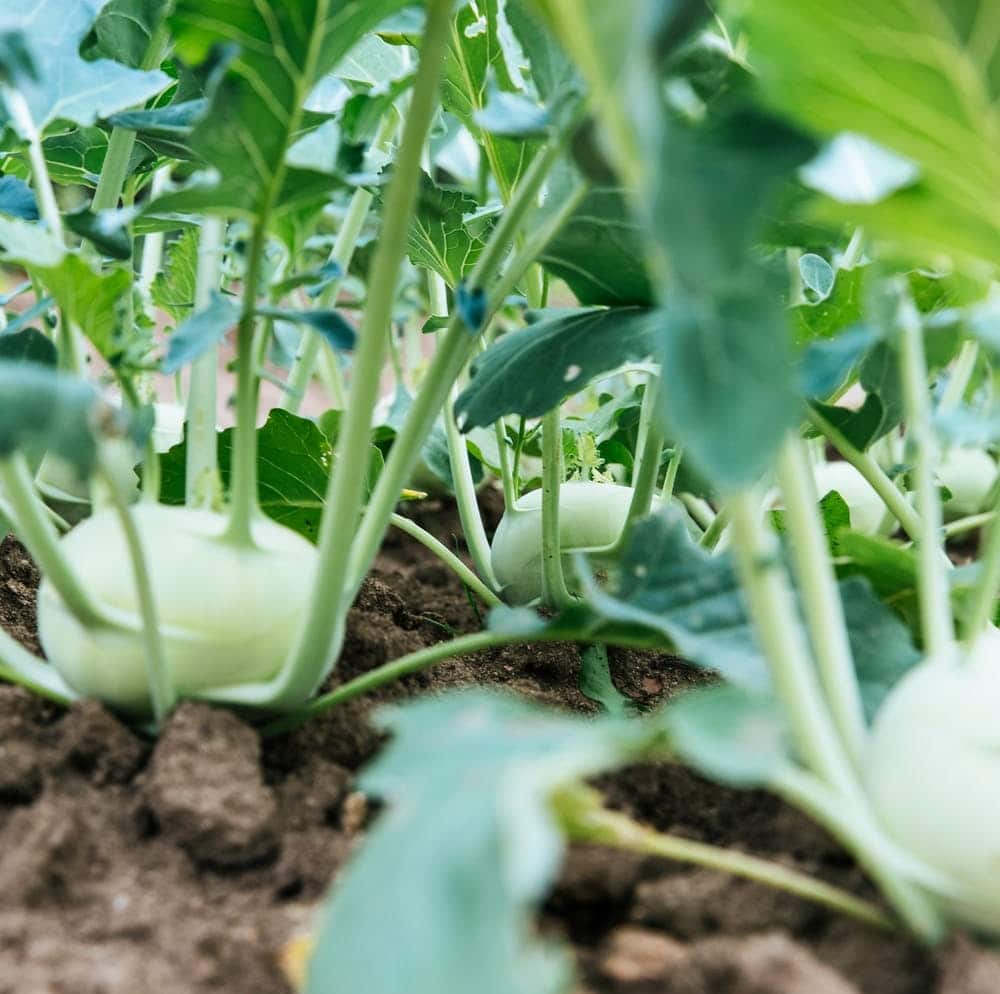 Giant Vegetables