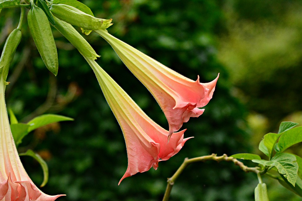 Angel Trumpet