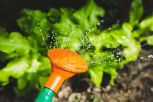 Salad Garden