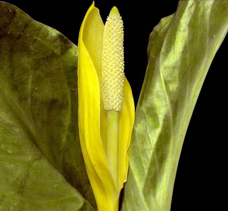 Skunk Cabbage