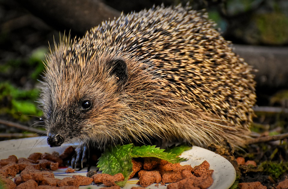 Hedgehog