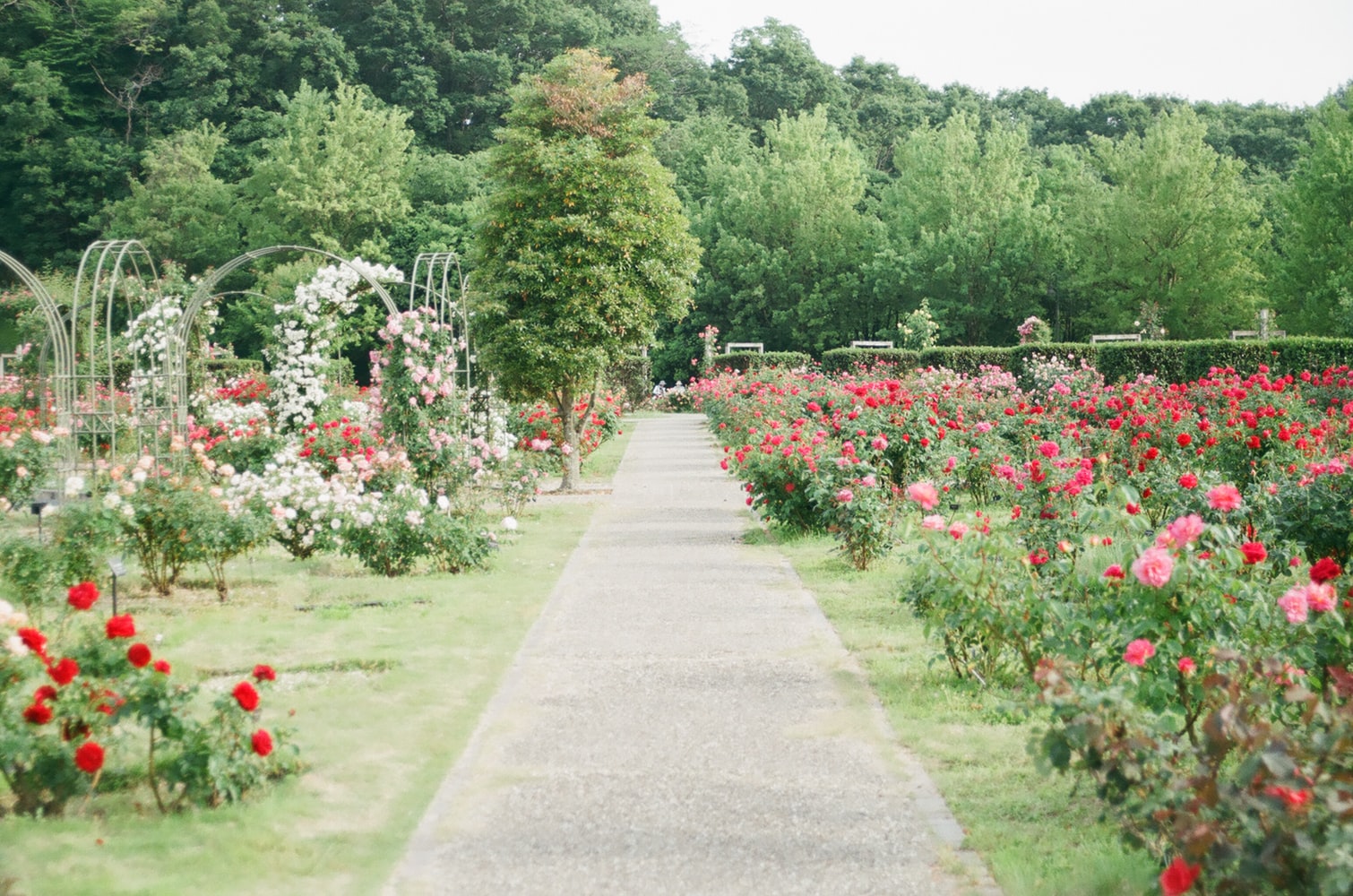 Courtyard Garden