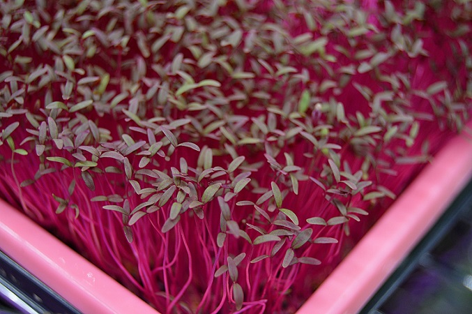 Microgreens