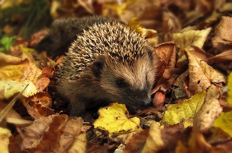 Autumn Gardening